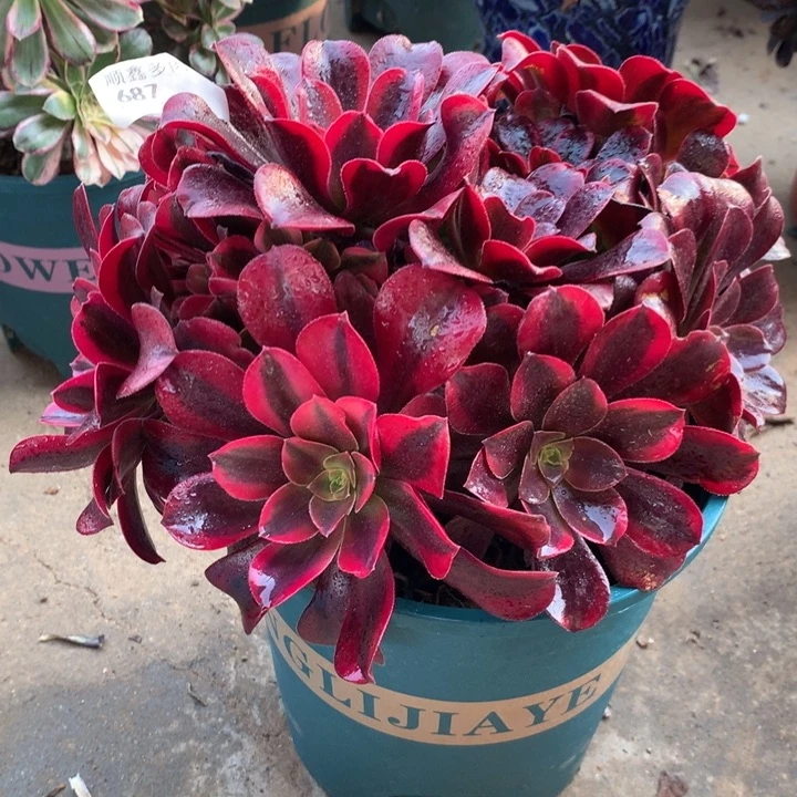 687蒙娜丽莎多肉植物