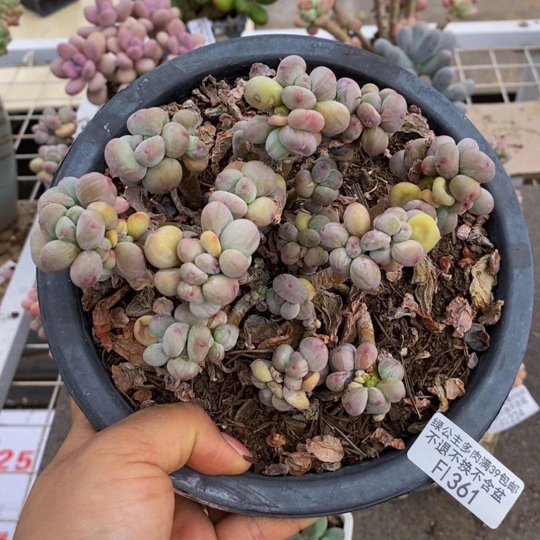 苹果奶酪361/13c m