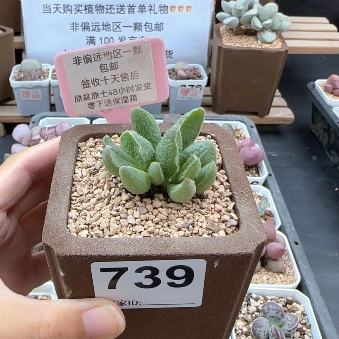 ?*羯739绿皮多肉植物