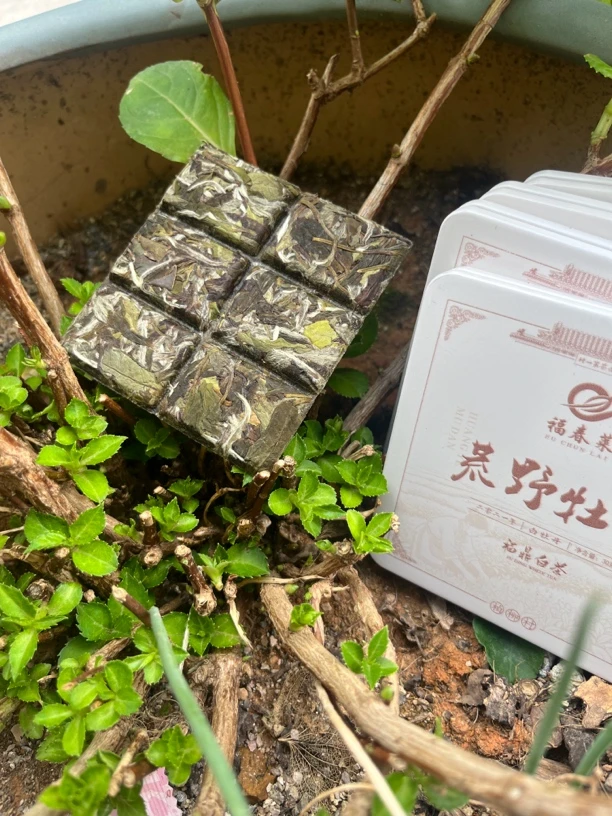 福春莱 2021荒野牡丹小方片 30克单盒