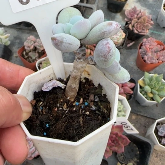 79雪美人多肉植物多