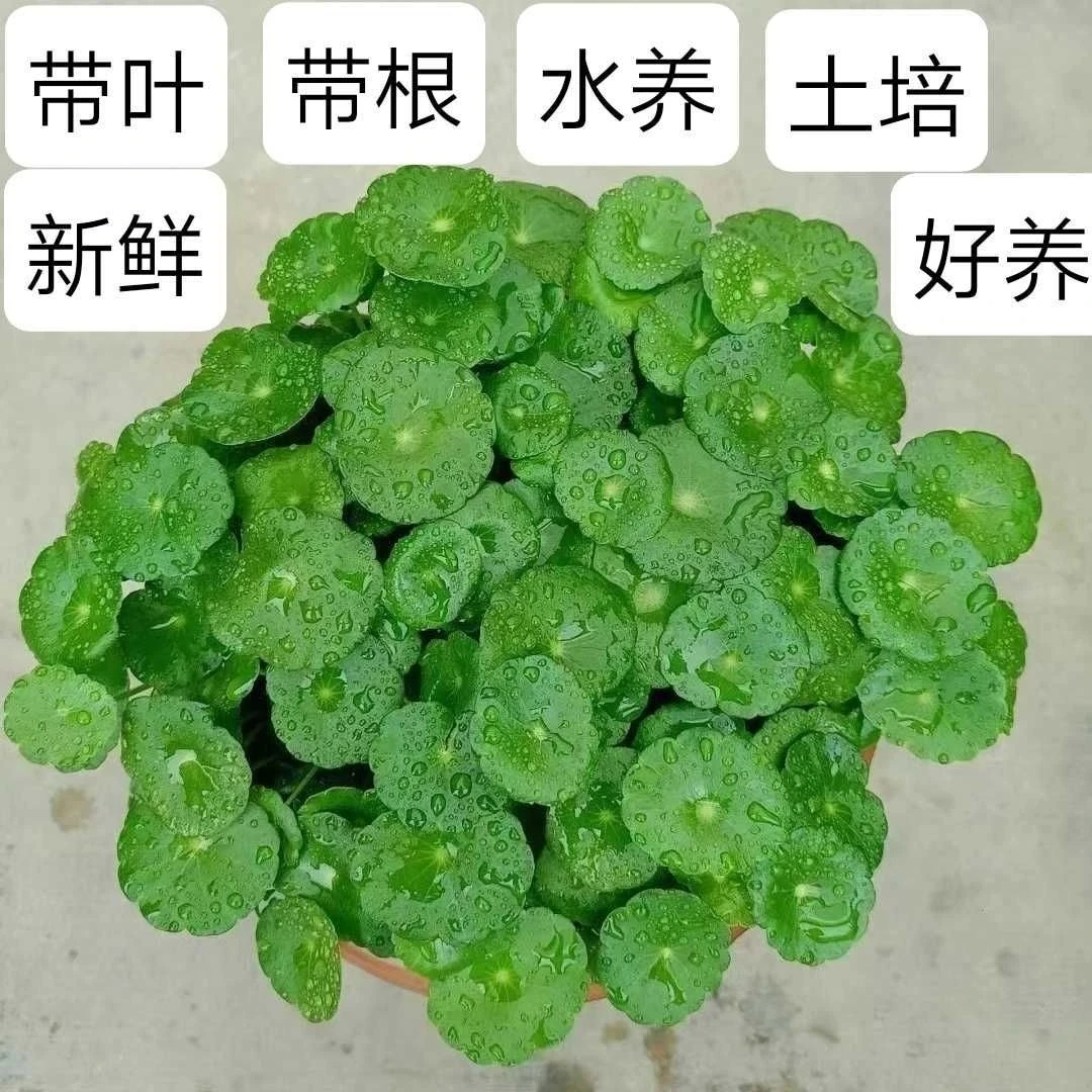 大叶铜钱草室内水养花卉新疆包邮四季可养