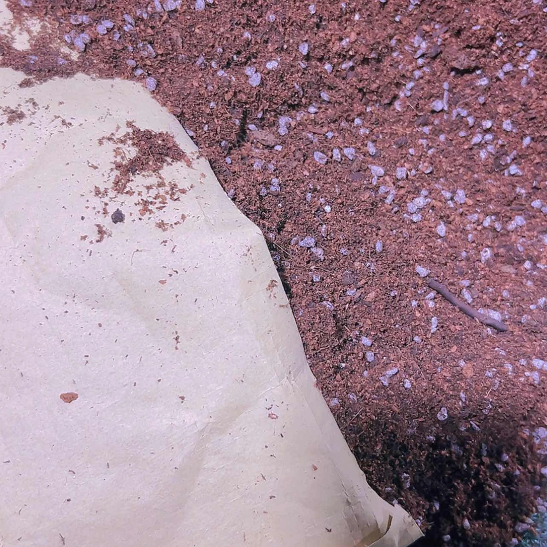 【闪购商品】种九尾狐法师多肉