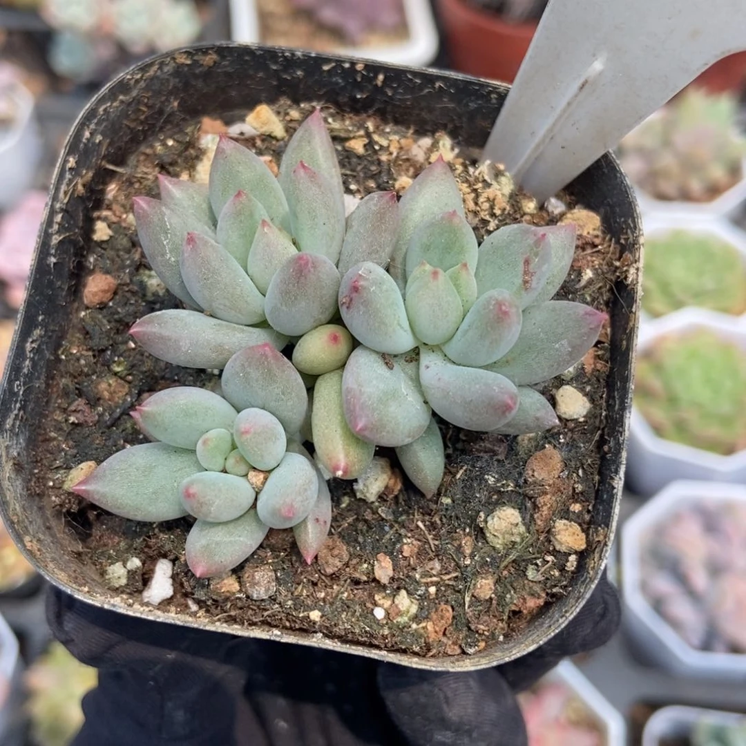 2001岩字多肉植物保护