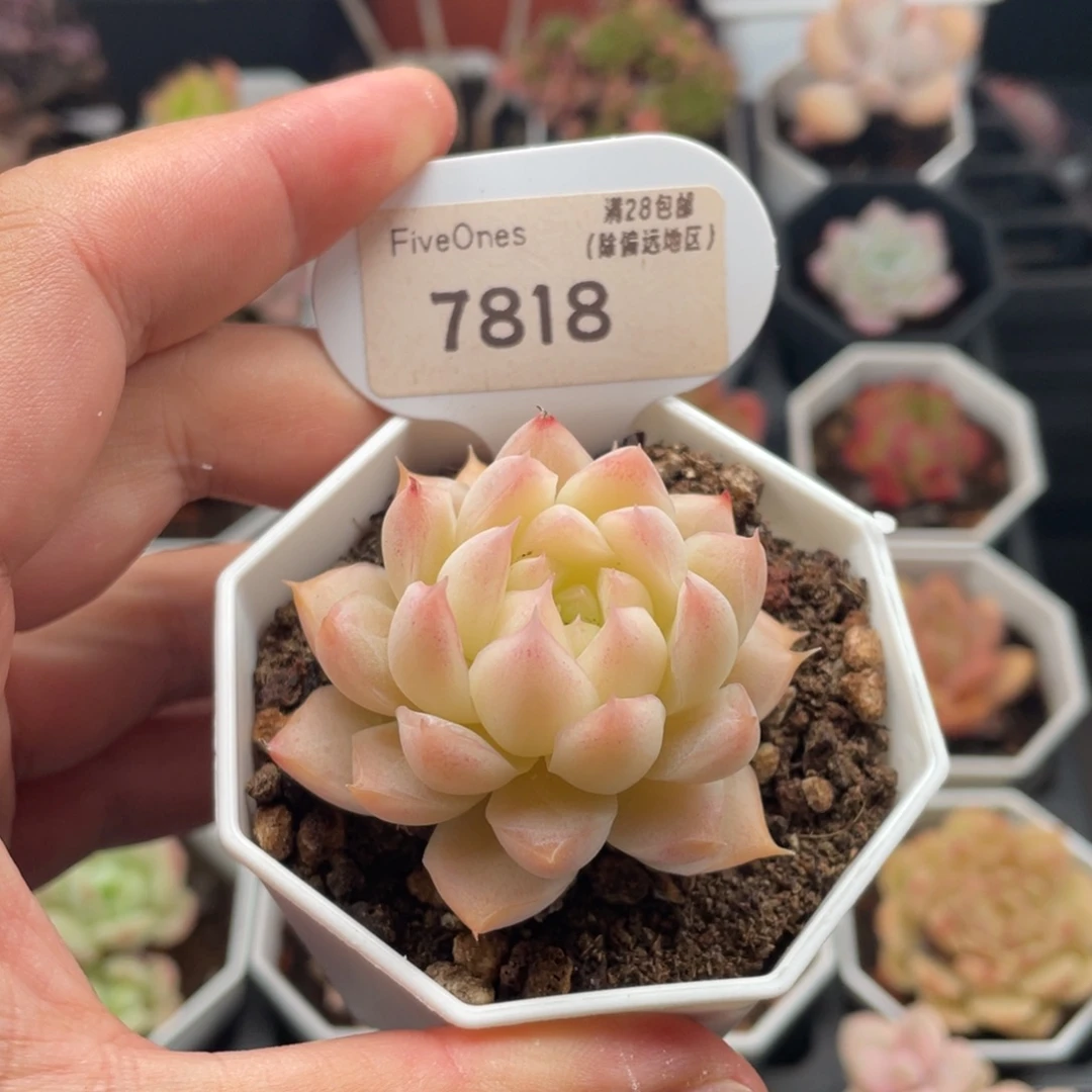 桃熏女王7818-5厘米