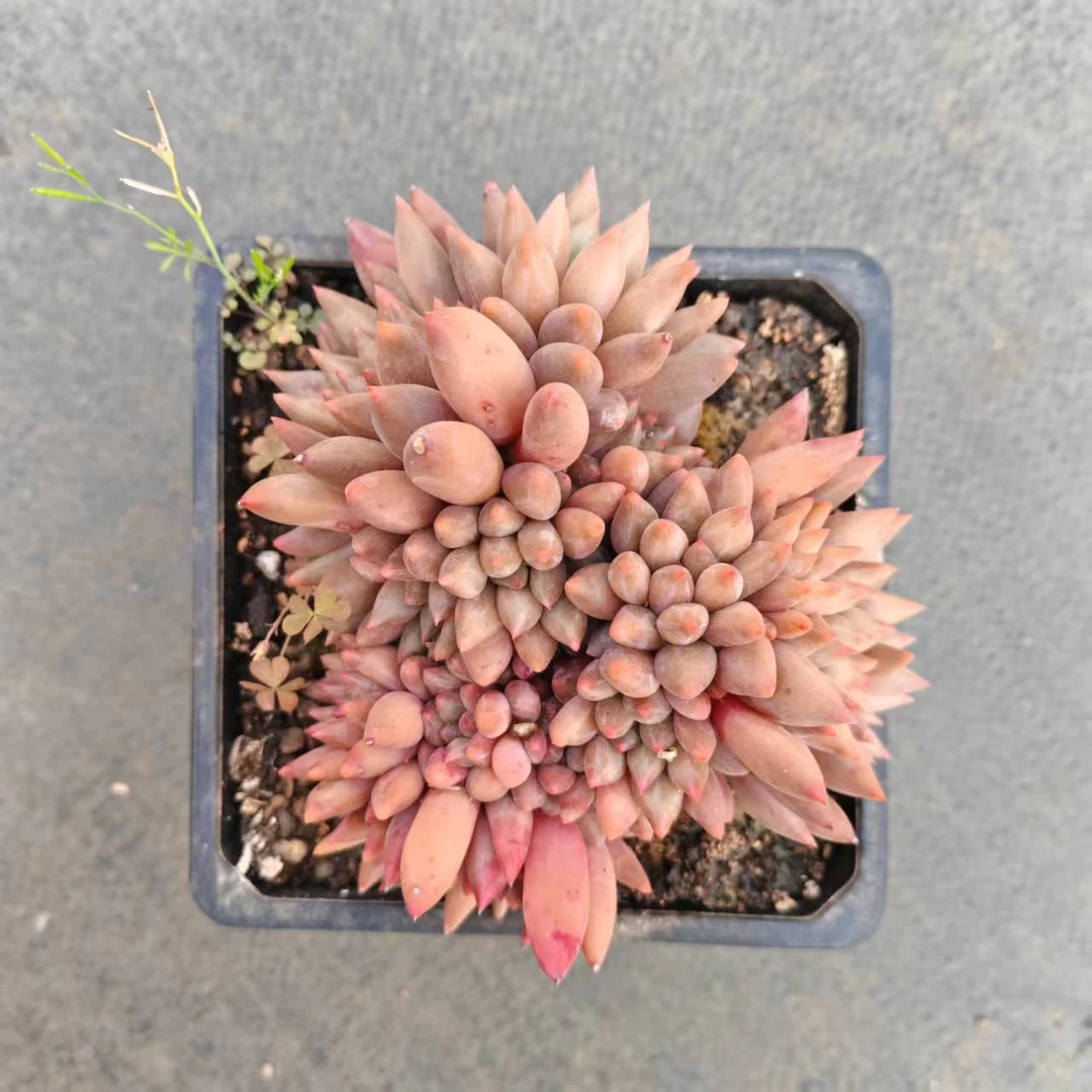 15#虞姬多肉植物  前男友精品多肉