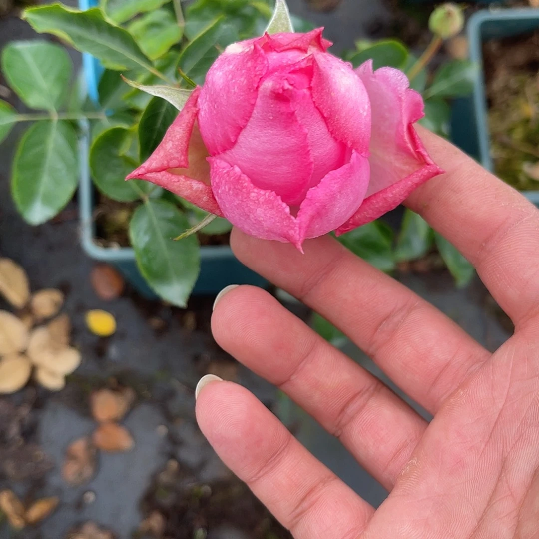 无花朵——热恋 福利款