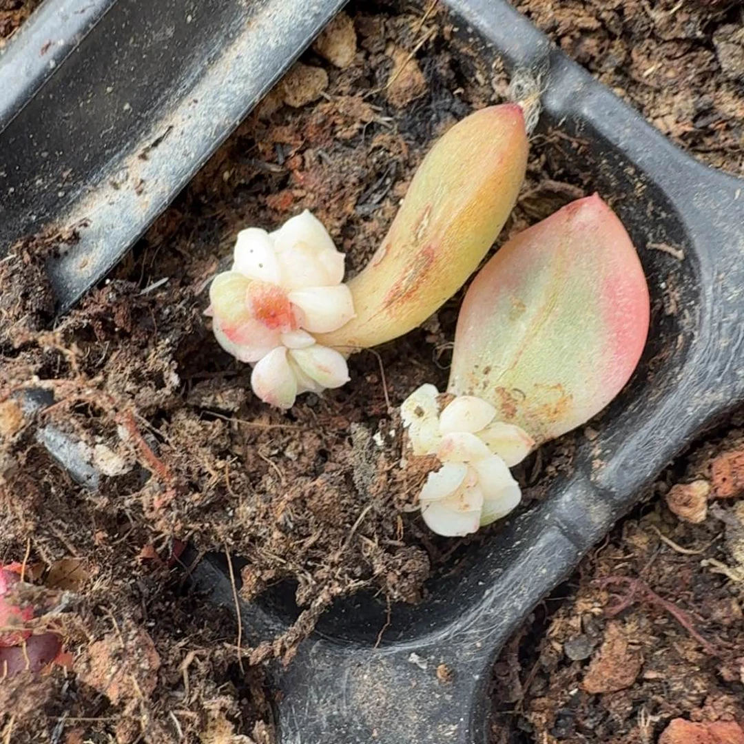 珍妮锦一组的推进到如今
