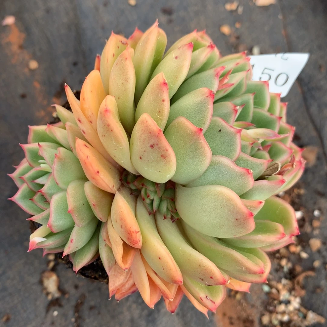 7150杂交精品基地10厘米