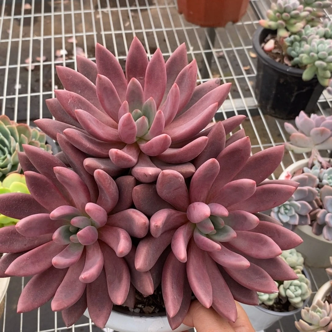 4893桃花源一物一拍