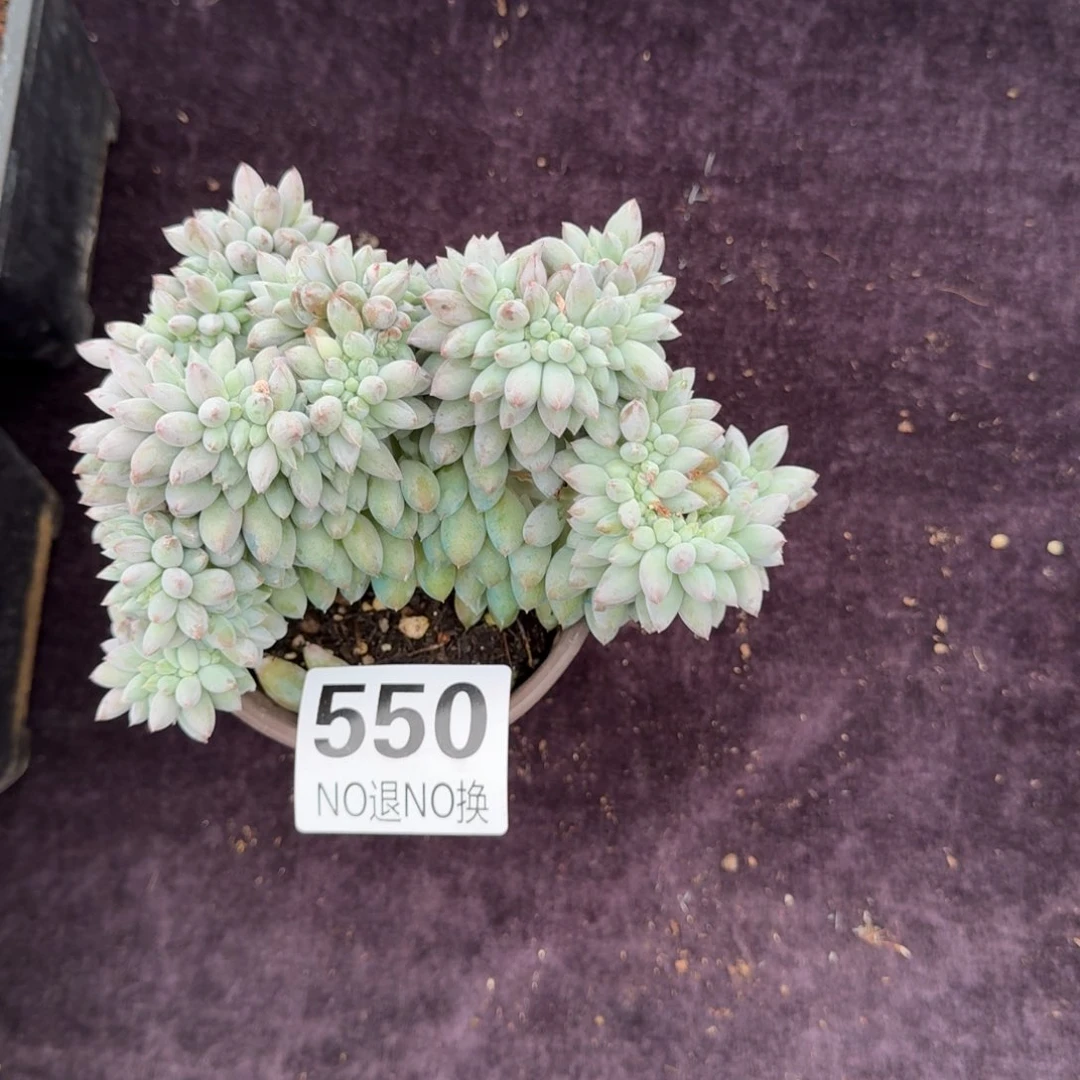 稳*15厘米的尺寸一物一拍550