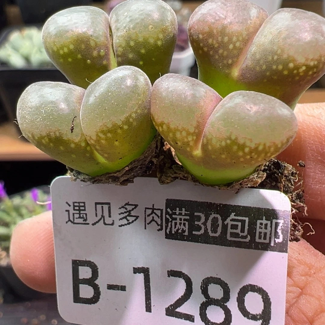 多肉植物11111111111
