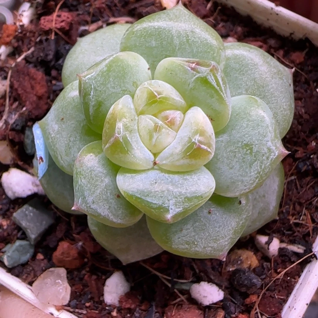 小卡拉米糖心一物一拍