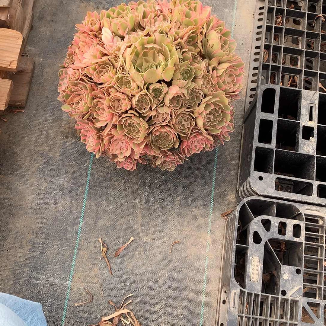 燕***儿完全开放男神法师图片多肉植物