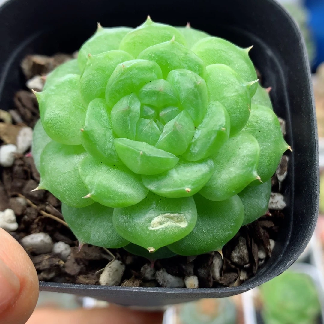 58包邮  群生不包整07