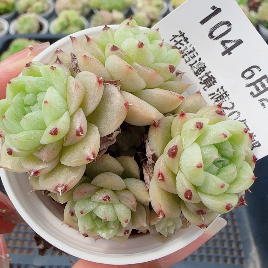 花语逸镜0624-104散麦秆