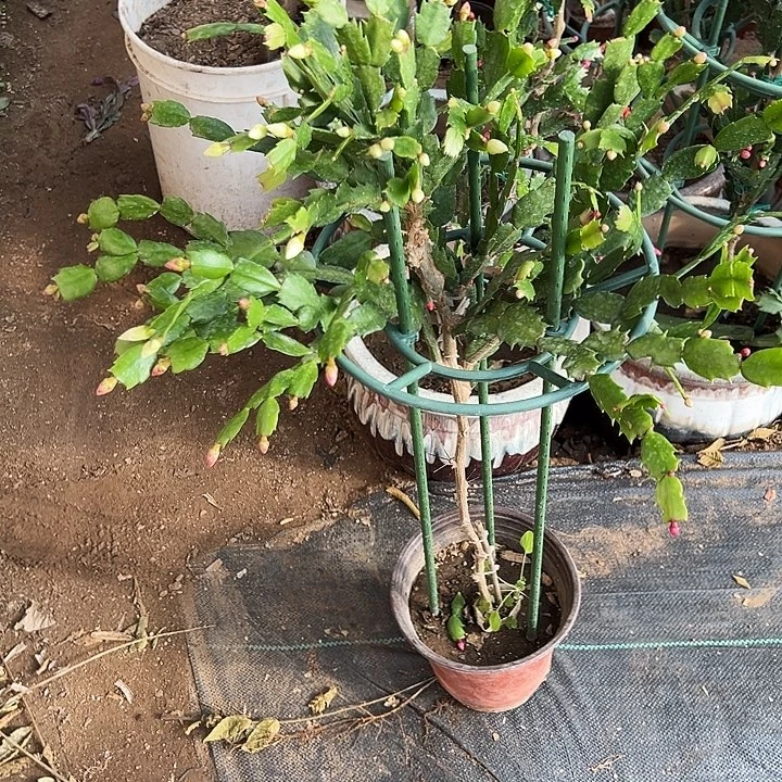 1***5预订叶仙嫁接一层五个点大叶白带花架