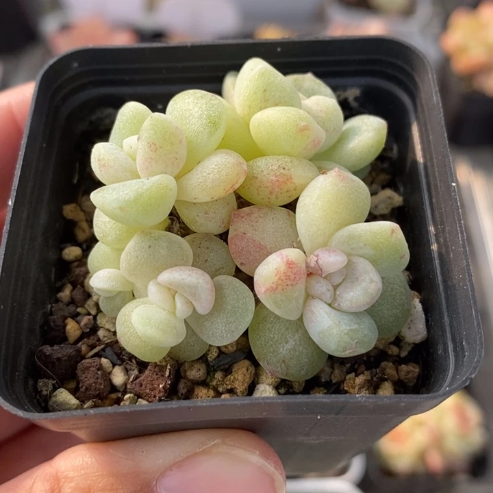 冰玉石化 多肉 11.7