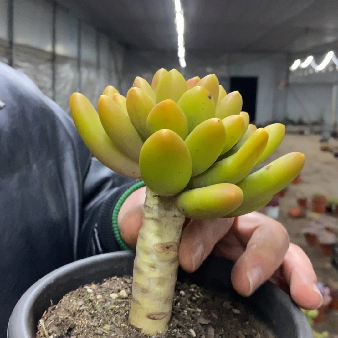 金蝉大单头老桩多肉