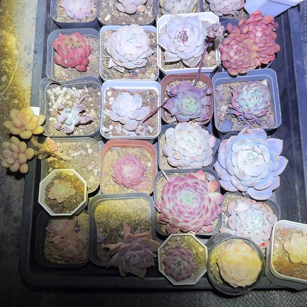 多肉回馈粉丝福利满20包邮零下拍保温箱无售后