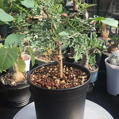 酒瓶漆树 一物一拍