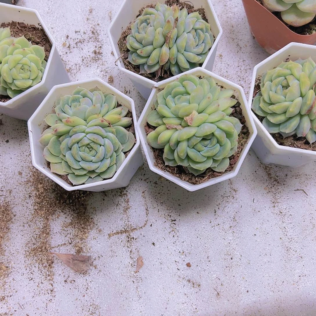 绿钻冰魄多肉植物19包邮