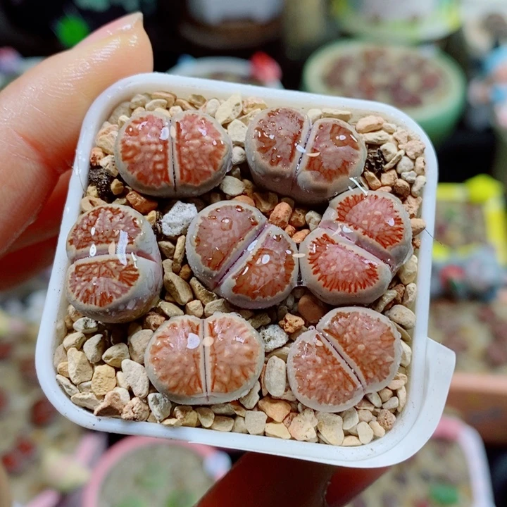 生石花花红红火火816