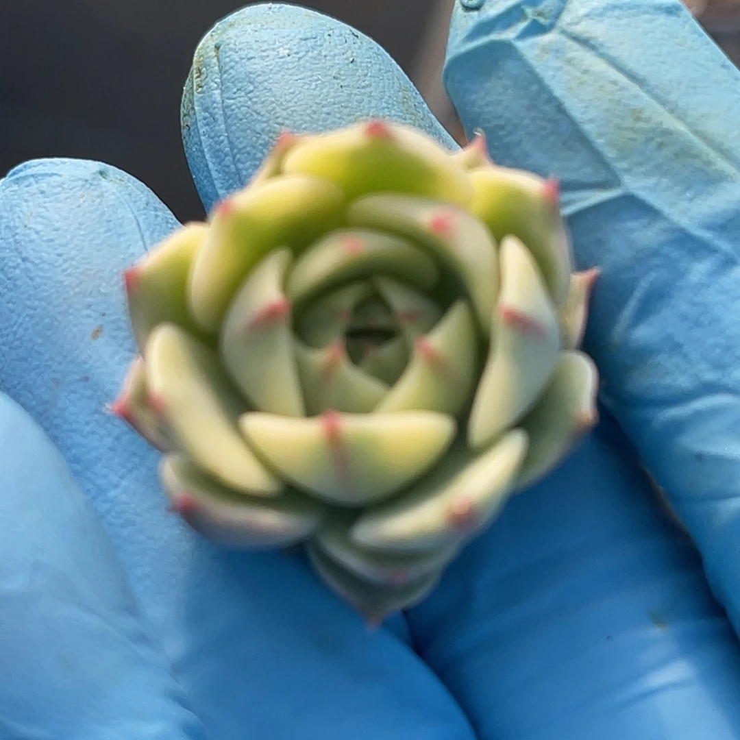 尚品园艺福利笨巴蒂斯侧芽