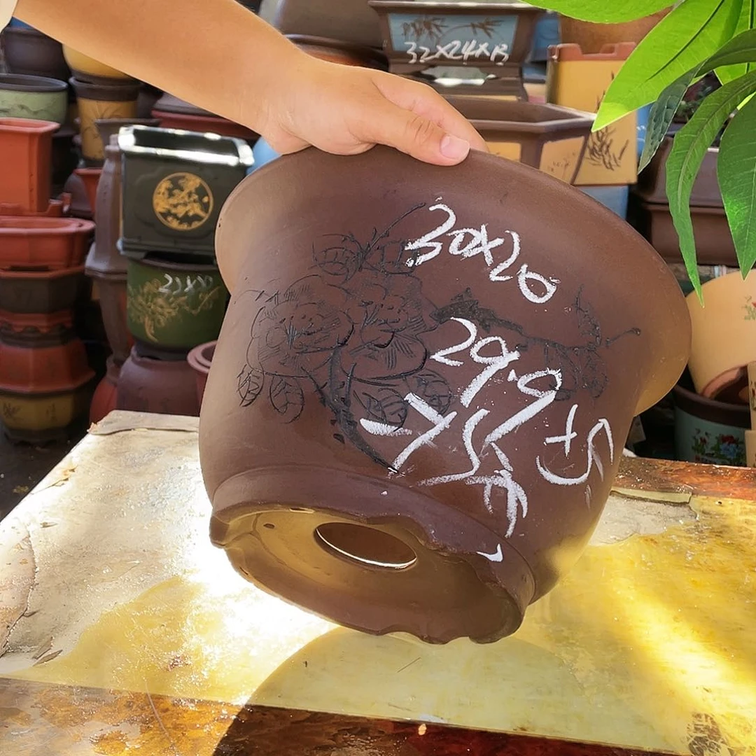30平角金钟花盆花盆花盆