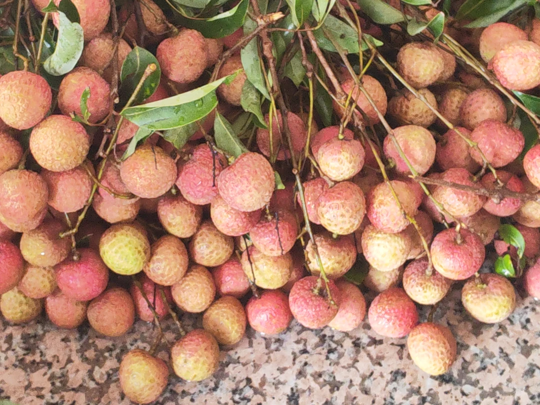 【牛中六】广东专拍 新鲜白糖罂 现摘 现发