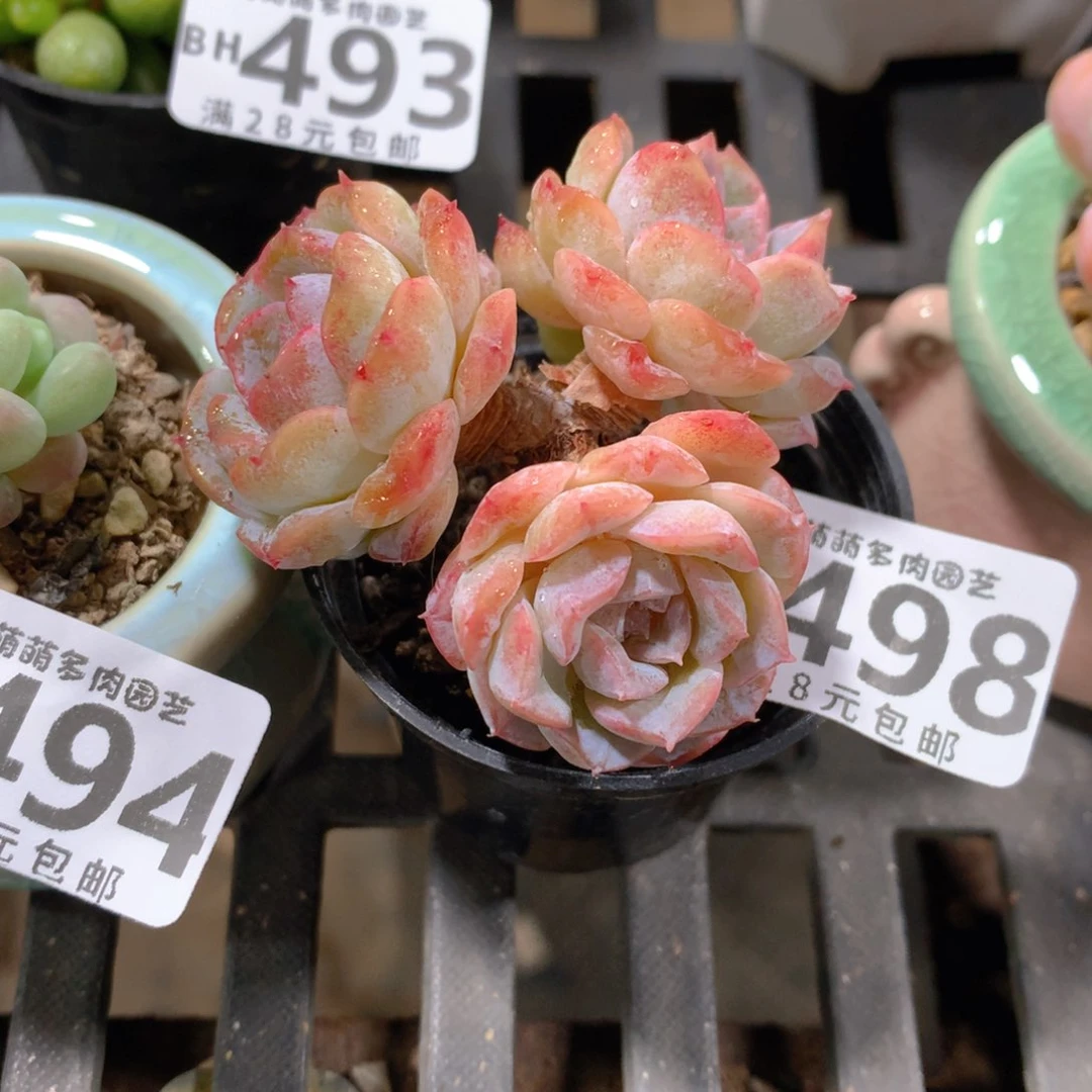 肉萌萌5cm拇指盆精控多肉BH498