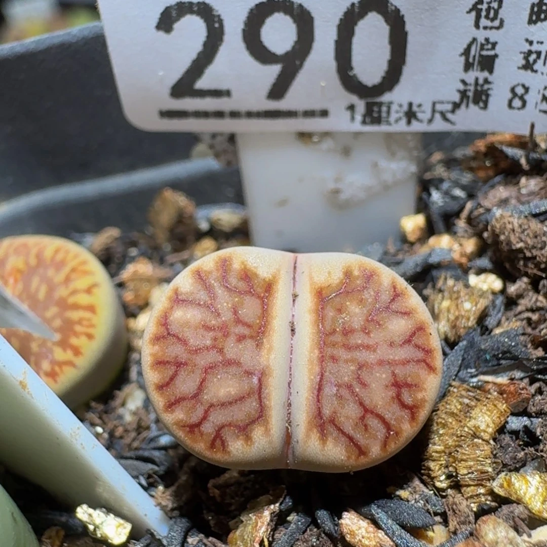 Ssss精品生石花290珊瑚菊