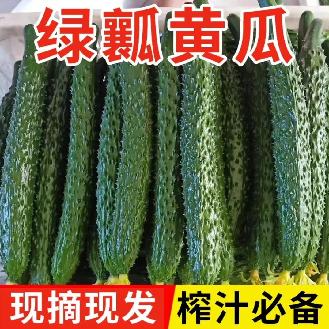 新鲜当季自种黄瓜清甜清脆爽口原产山东现摘现发