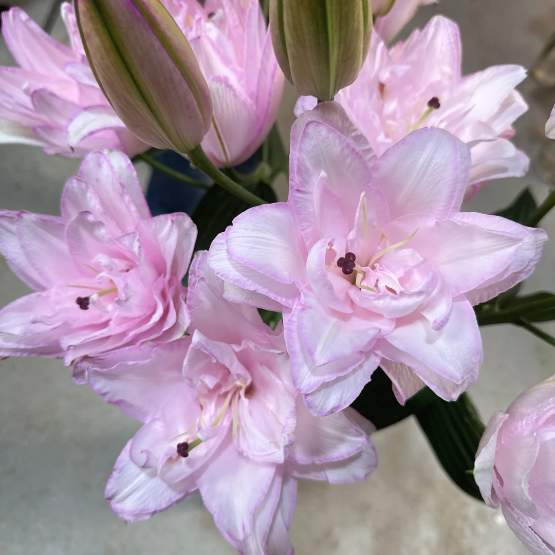 浅樱花粉重瓣百合水培鲜花有香味吸色工艺有色差正常现象
