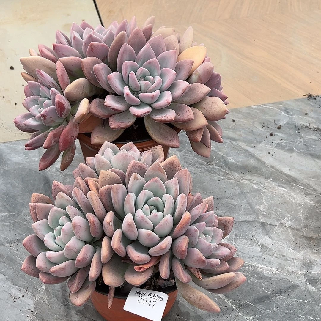 知***乐3047奥普多肉植物多肉2棵