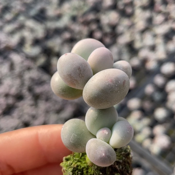 一物一拍满18包邮