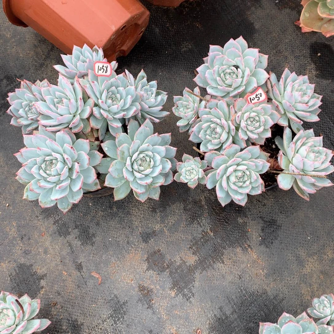 y***a粉蓝鸟1058.1050晓晓一物一拍