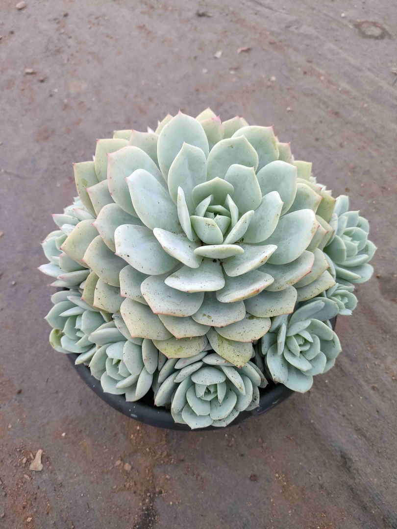 精品恋曲  新手必拍 好看好养 多肉植物云南昆明发货