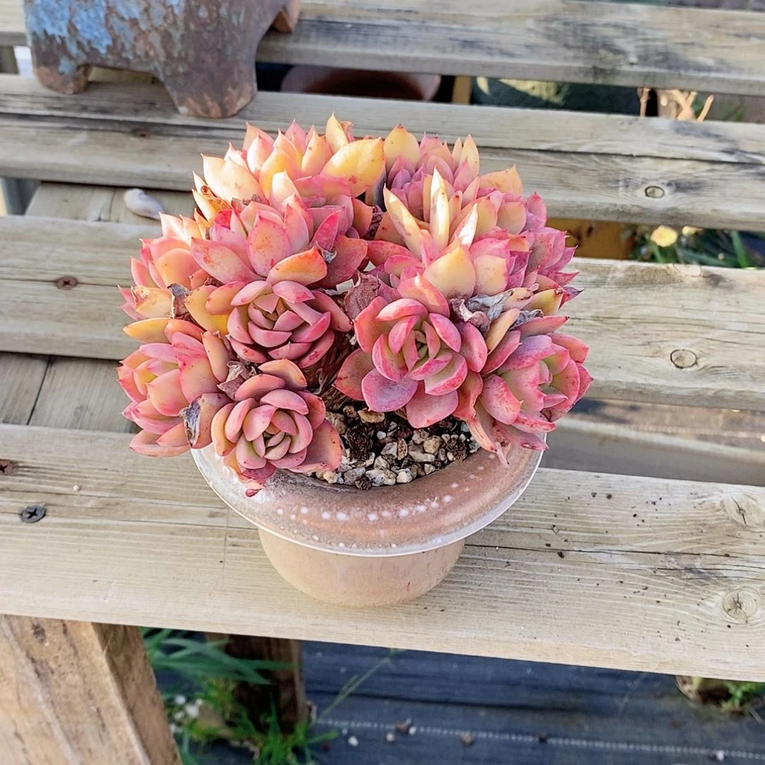 ～***～多肉植物绮罗带盆