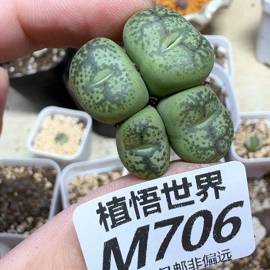 多肉植物的动作额分