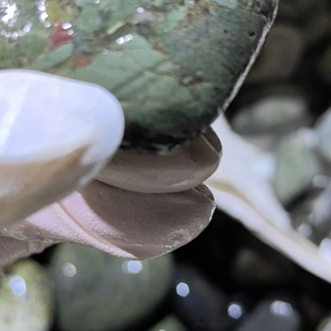 东***宏木藏玉药王石原石手把件