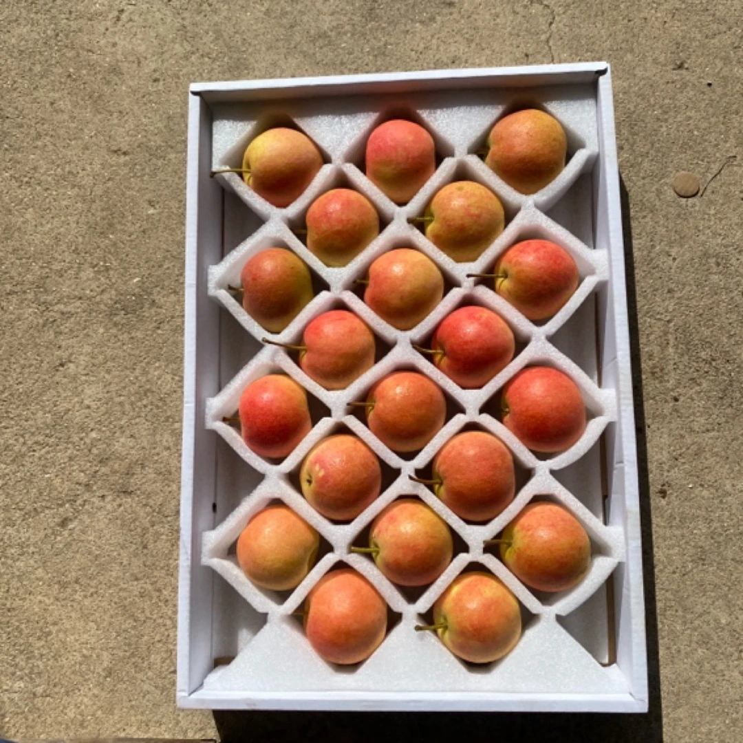 东北特产南果梨正宗鞍山产地直发新鲜香甜细腻水果