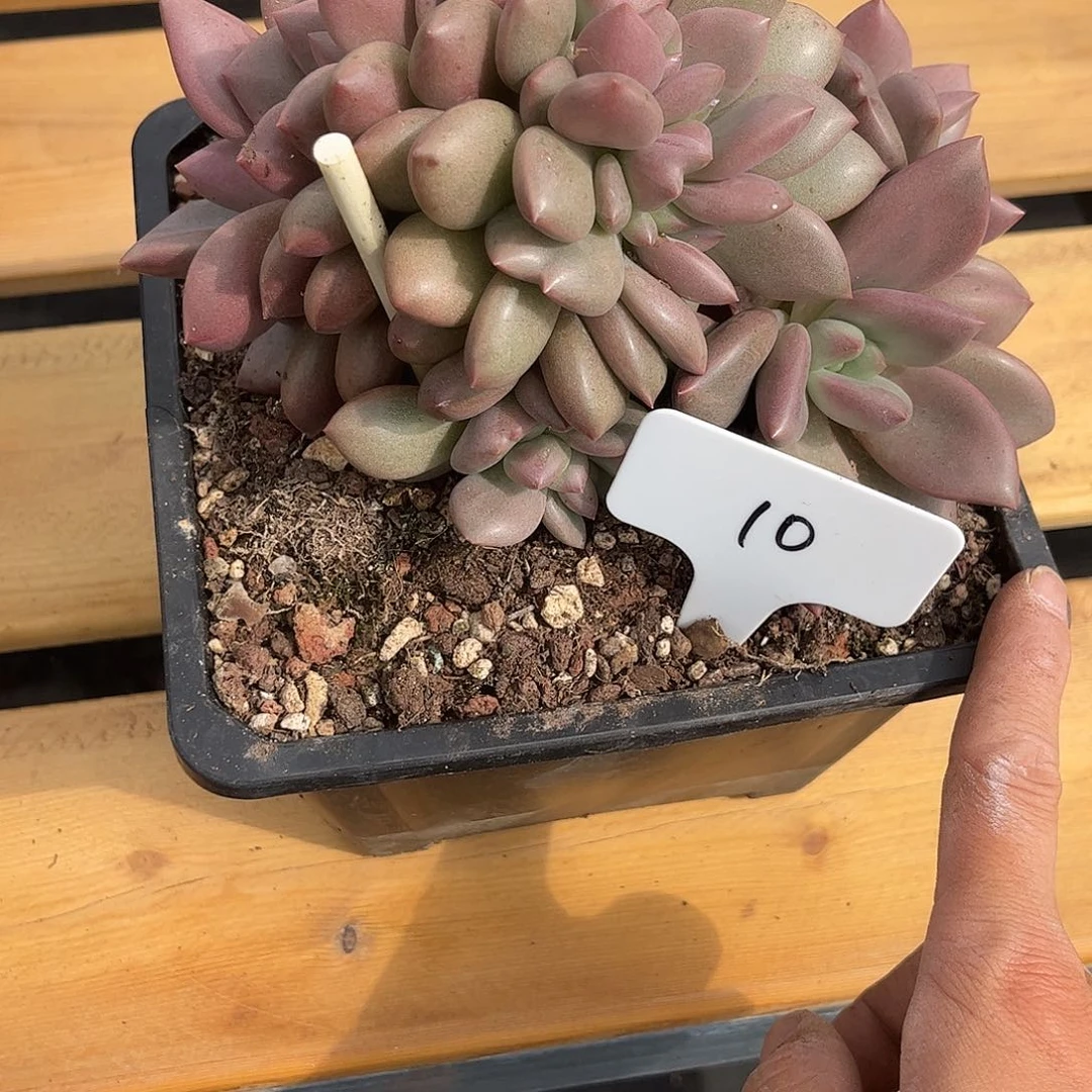 10号。