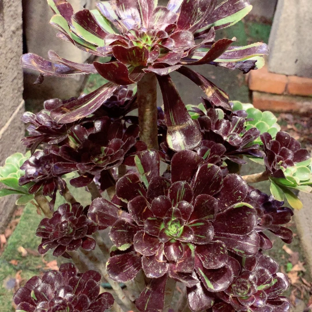 水墨丹青，多肉植物