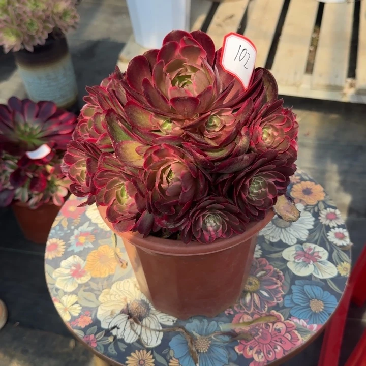 花好月圆木有 0330～102