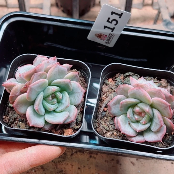 多肉植物多肉植物