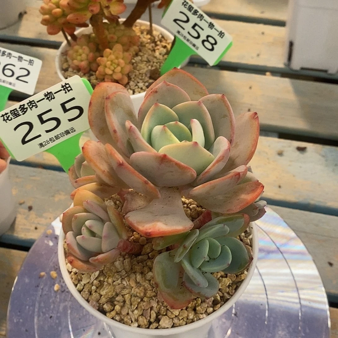 花玺多肉植物0255