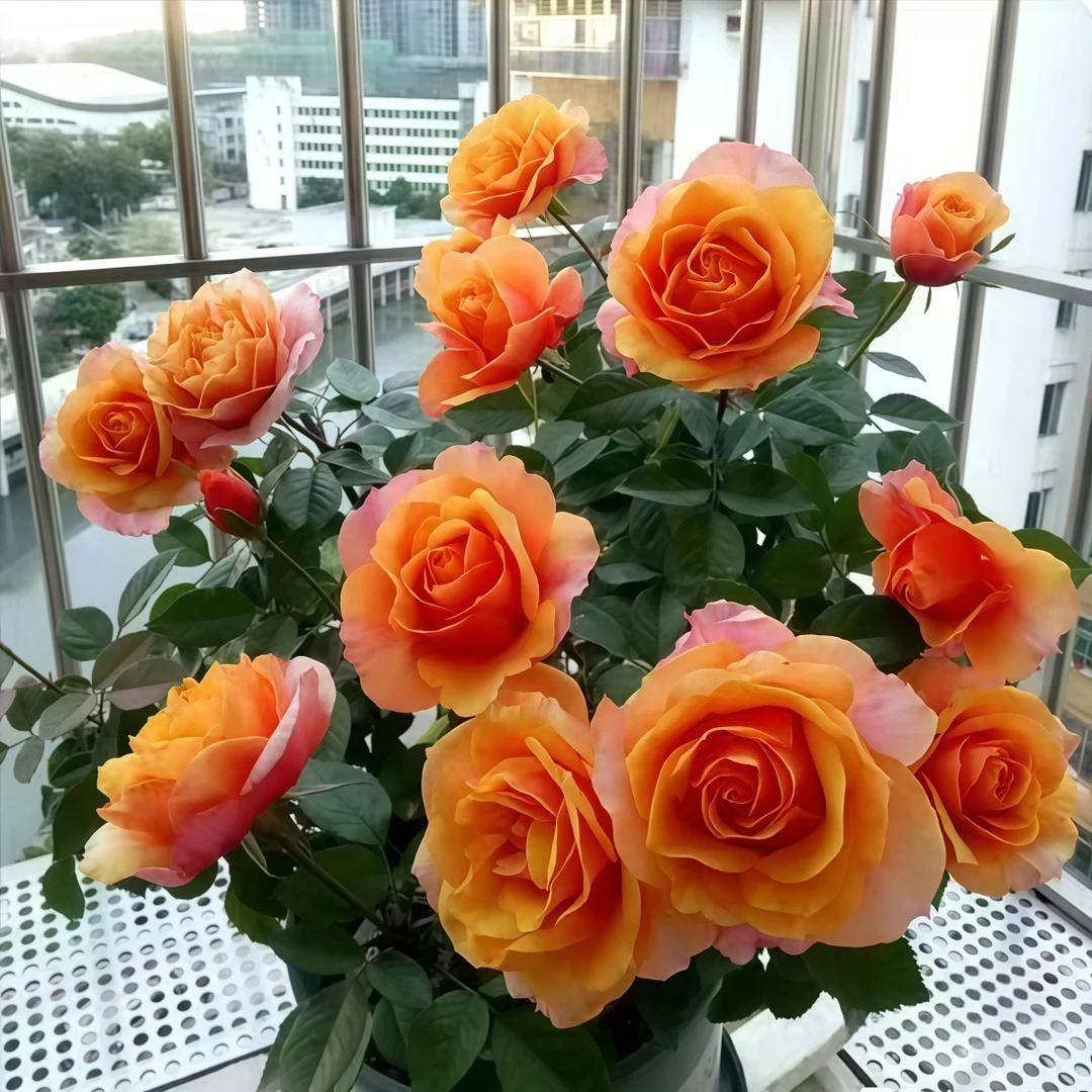 【艾帕索】微月丰花月季高颜值品种多季花