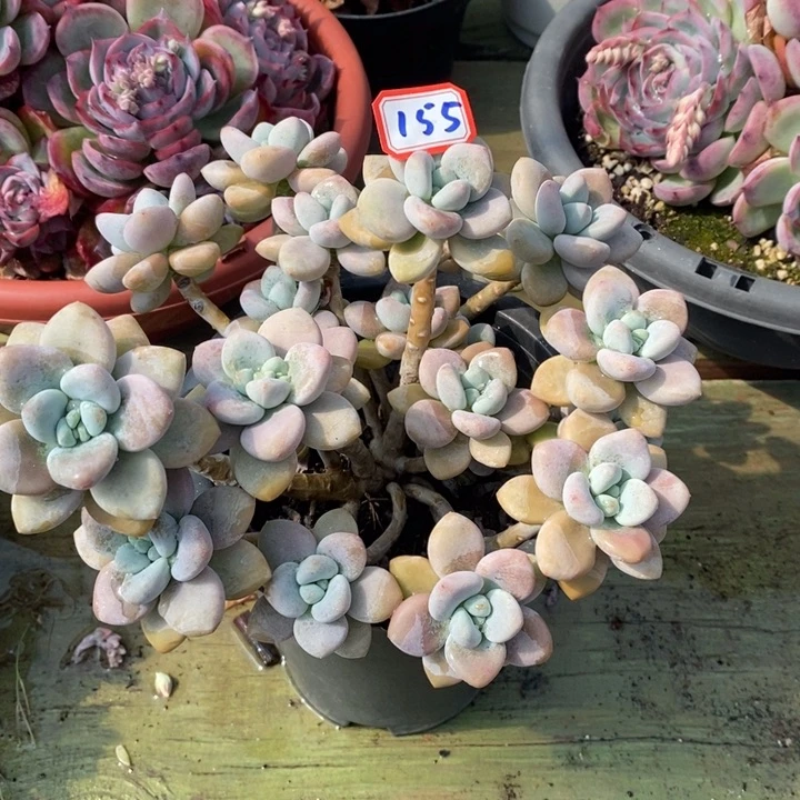 ?*C一物一拍洛神多肉155