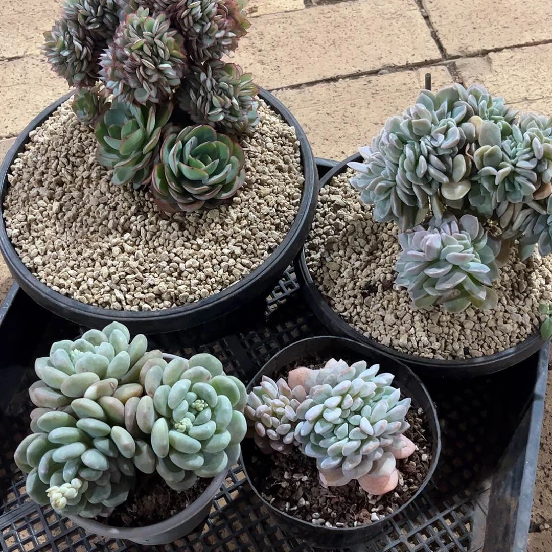 寄养链接的肉肉的